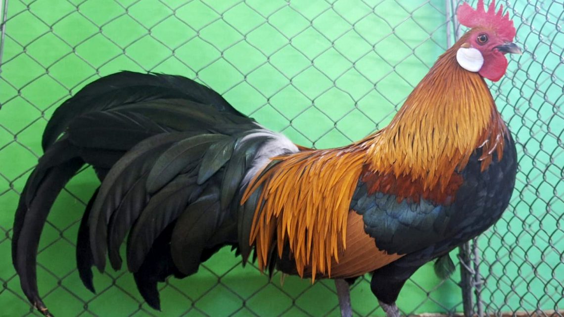 Hauptsonderschau 2026