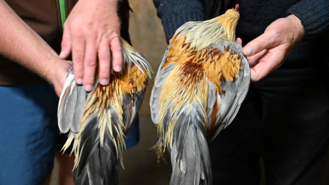 Jungtierbesprechung Bezirk Nord